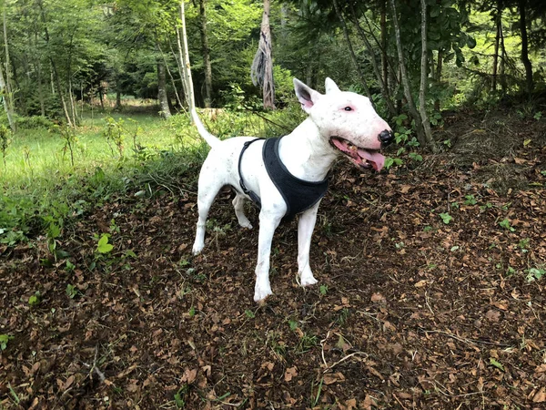 Joven Perro Terrier Toro Blanco Jardín Con Lengua Que Sobresale —  Fotos de Stock