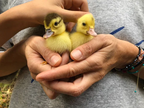 Cropped Shot Hands Holding Yellow Goslings — Stock Photo, Image