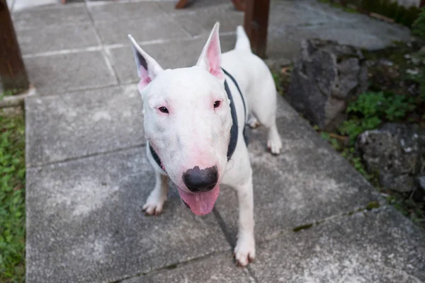 Jovem Cão Terrier Touro Branco Jardim — Fotografia de Stock