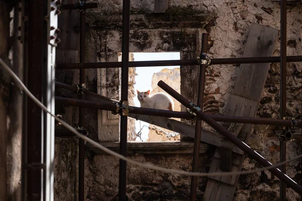 Katze Sitzt Auf Fensterrahmen Santo Stefano Sessanio Kleines Dorf Den — Stockfoto