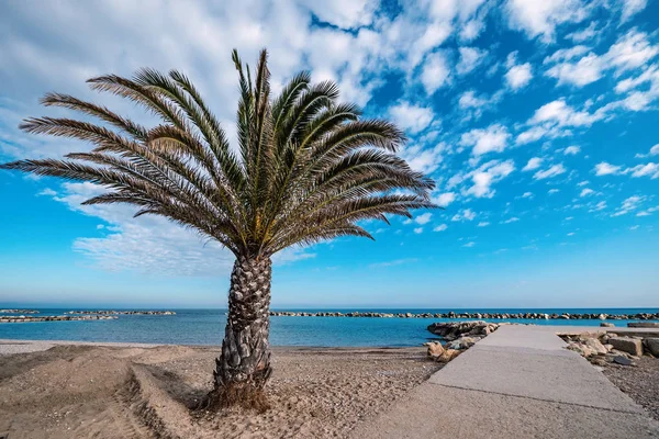 Strand Mit Palmen Einem Sonnigen Bewölkten Tag Pedaso Marche Region — Stockfoto
