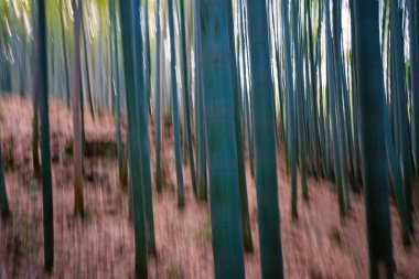 Kyoto, Japonya'daki Bambu Ormanı'nın soyut arka planı. Bulanık doğal fotoğraf.