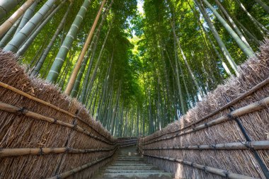 Kyoto, Japonya 'daki Bambu Ormanı. 