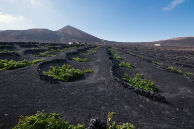 Şarap-La Geria büyüyen doğal Görünümü Adası Lanzarote, Kanarya Adaları, İspanya, Europe. 