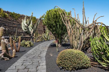 Guatiza köyündeki tropik kaktüs bahçesi, Lanzarote, Kanarya Adaları, İspanya.