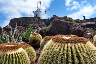 Guatiza köyündeki tropik kaktüs bahçesi, Lanzarote, Kanarya Adaları, İspanya.
