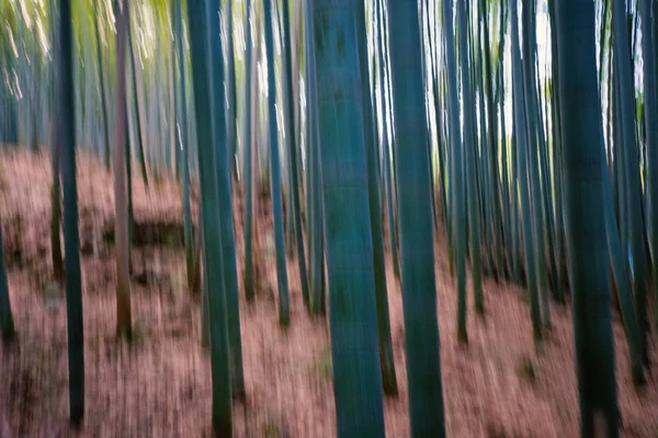 Abstract background of Bamboo Forest in Kyoto, Japan. Blurred natural photo.