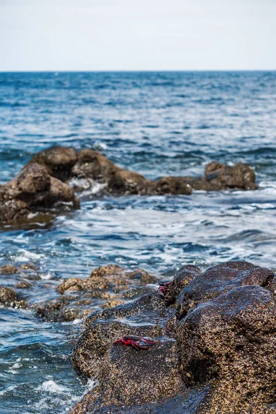 Caranguejos Vermelhos Rochas Mar Com Ondas Surf — Fotografia de Stock