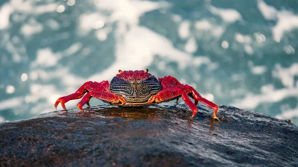 Červený Krab Ostrově Lanzarote Kanárské Ostrovy Španělsko Evropa — Stock fotografie