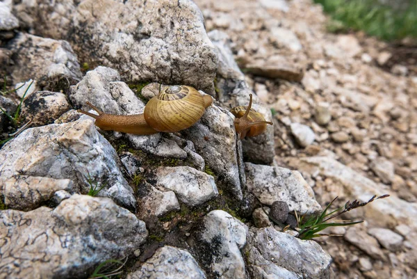 小さな岩の上に2つのカタツムリ クローズアップショット — ストック写真