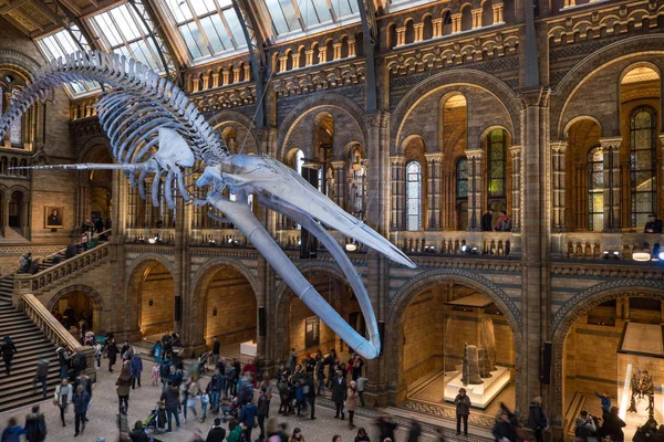 Londres Royaume Uni Janvier 2018 Vue Intérieure Musée Histoire Naturelle — Photo