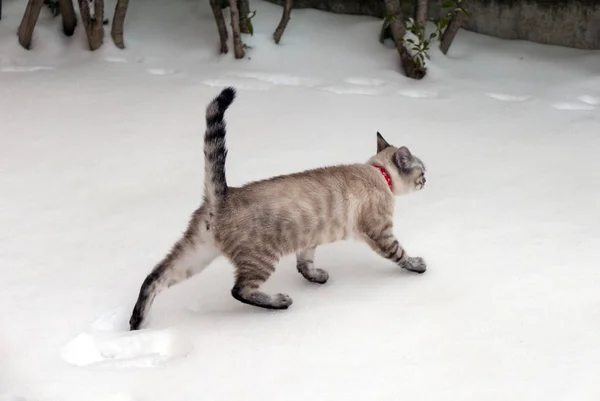 Söt Grå Katt Går Snön — Stockfoto