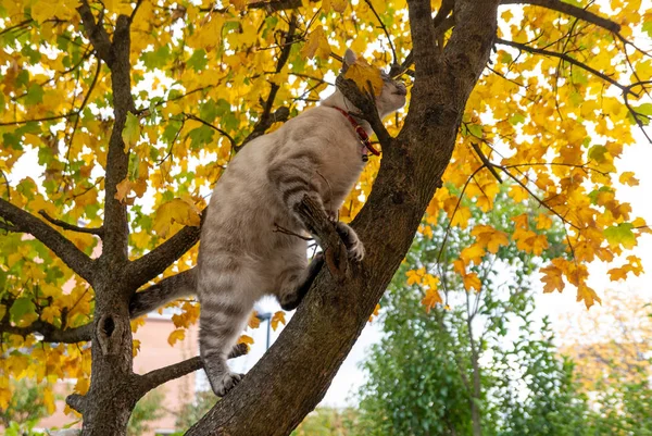 Юный Серый Полосатый Кот Забирается Дерево Осенью — стоковое фото