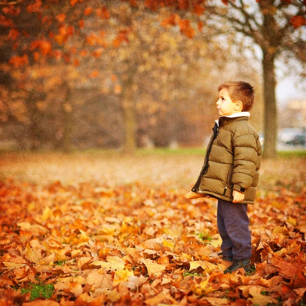 Kid Porträtt Utanför Park Med Röda Lövverk Grunge Bakgrund — Stockfoto