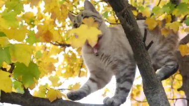 Ağaçtaki sevimli kedi görüntüleri.