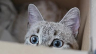 sevimli genç kedi evde.