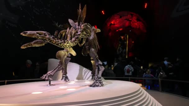 박물관에서 2018 Stegosaurus 박물관 컬렉션 세계의 부분에서 — 비디오