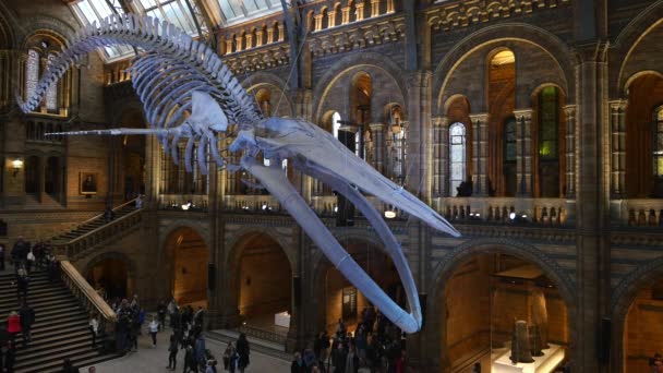 London Vereinigtes Königreich Januar 2018 Innenansicht Des Naturhistorischen Museums Mit — Stockvideo