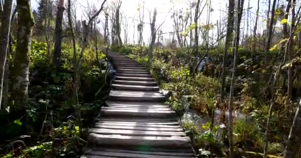 Chemin Bois Intérieur Parc National Des Lacs Plitvice Croatie Europe — Video