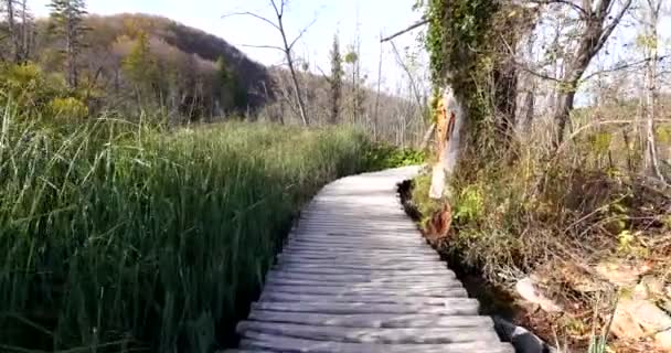 Chemin Bois Intérieur Parc National Des Lacs Plitvice Croatie Europe — Video