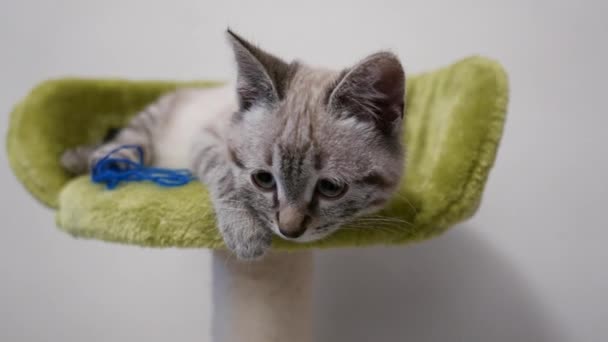 Des Images Chat Mignon Jouant Dans Une Chambre Blanche — Video