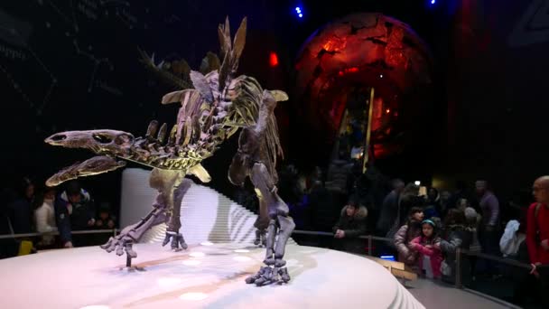 2018年1月 剑龙恐龙骨骼在自然历史博物馆 博物馆藏品包括来自世界各地的近7000万个标本 — 图库视频影像
