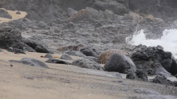 Hermosas Imágenes Costa Rocosa Del Mar — Vídeos de Stock