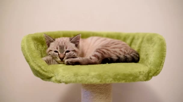 Kleine Grijze Kitten Staand Slapen — Stockvideo