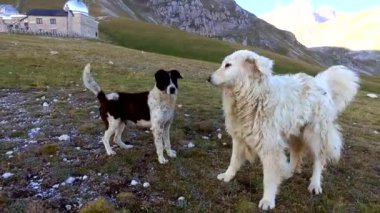 Dağ manzarasında köpeklerin güzel görüntüleri 