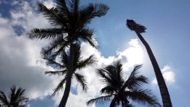 Tropikal palmiyeile mavi bulutlu gökyüzü.