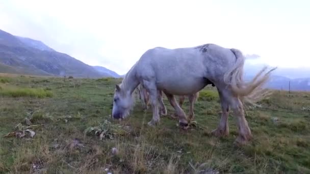 Красивые Кадры Лошадей Горном Пейзаже — стоковое видео