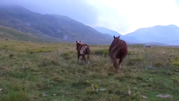 Piękne Ujęcia Krajobrazu Koni — Wideo stockowe
