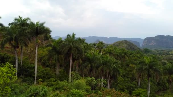 Viales Valley Panoramabild Kuba Högupplöst Bild Gjord Olika Bilder Sydda — Stockvideo
