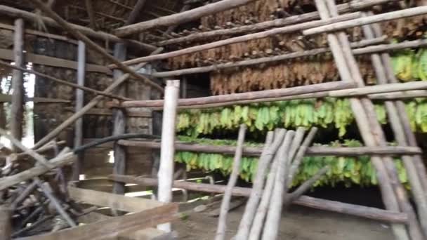 Clásica Manera Secar Las Hojas Tabaco Colgando Oscuro Cobertizo Húmedo — Vídeo de stock