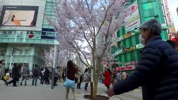 日本东京 2017年3月 新宿地区美丽的樱花樱花树 — 图库视频影像