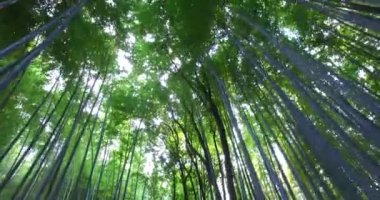 Ağaç tepelerinin güzel görüntüleri