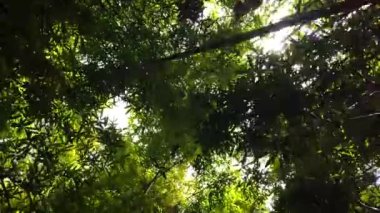 POV Le Jardin Majorelle Botanik Bahçesi 'ndeki bambu ormanına bakıyor. Marakeş, Fas.