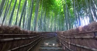 Kyoto Arashiyama Bambu Ormanı içinde Walkway, Japonya. 