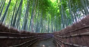 Kyoto, Japonya 'daki Bambu Ormanı. 