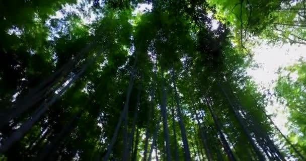 Красиві Кадри Дерев — стокове відео