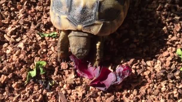 Baby Turtle Eating Salad — Stok video