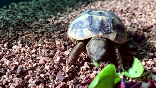 Baby Turtle Eating Salad — Stockvideo