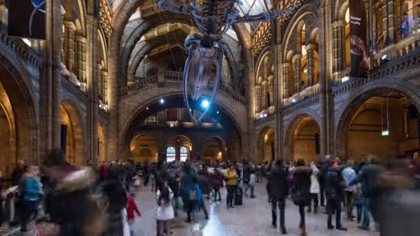 London Circa January 2018 Wnętrze Muzeum Historii Naturalnej Nowym Szkieletem — Wideo stockowe