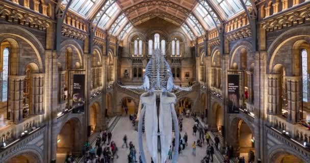 ロンドン Circa 2018年1月 新しいクジラの骨格を持つ自然史博物館のインテリアビュー 博物館のコレクションは 世界中から約7000万点の標本で構成されています 経過時間 — ストック動画