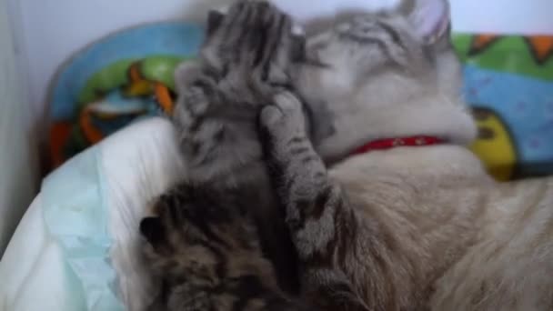 Footage Cute Two Cats — Stock Video