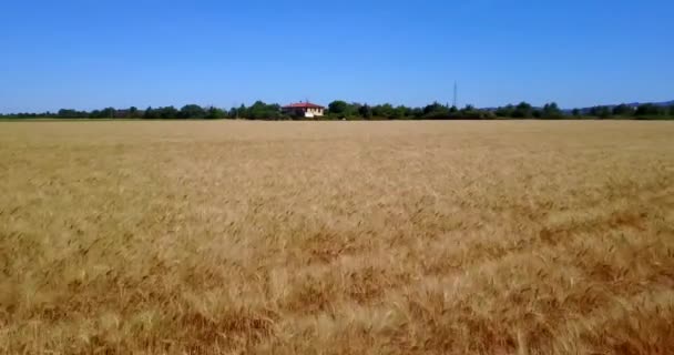 Drone Syn Golden Ray Field Blue Sky — Stockvideo