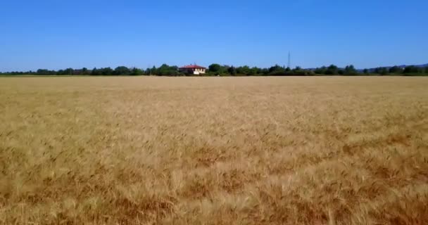 Drone Vista Del Campo Rayos Dorados Bajo Cielo Azul — Vídeo de stock