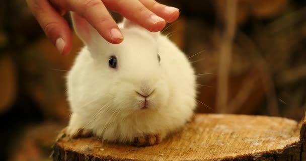 裁剪的手触摸白兔的裁剪镜头 — 图库视频影像