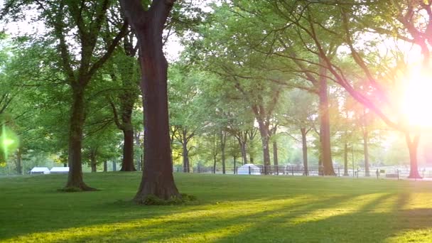 Üppig Grüne Park Szene Mit Sonnenuntergang Licht Auf Rasen Gras — Stockvideo