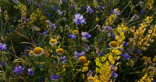 Nahaufnahme Von Schönen Wildblumen — Stockvideo